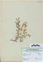 藏品(疏葉卷柏)的圖片